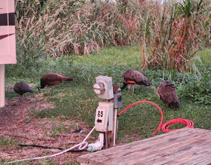 South Florida peacocks foraging for food.